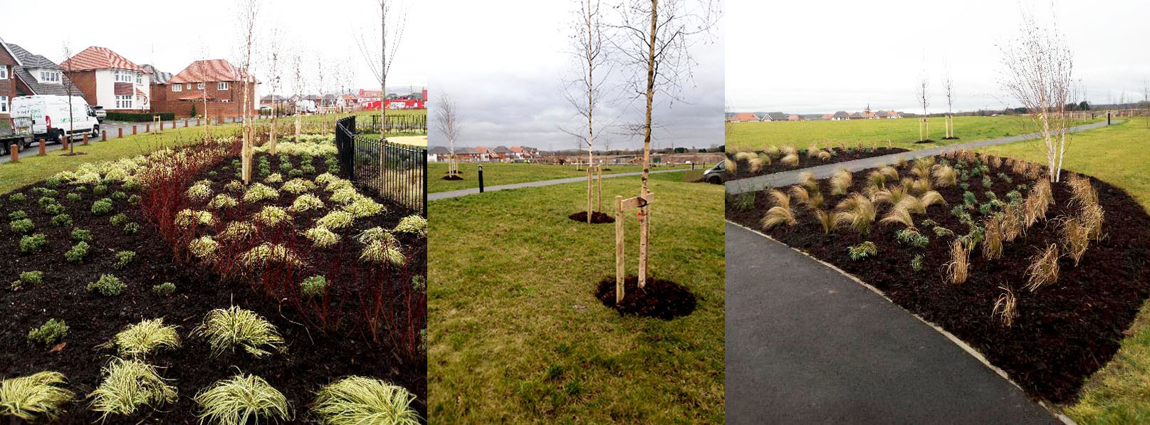 Image of our recent project in a new estate in Manchester where we supplied and installed shrubs, trees and barking